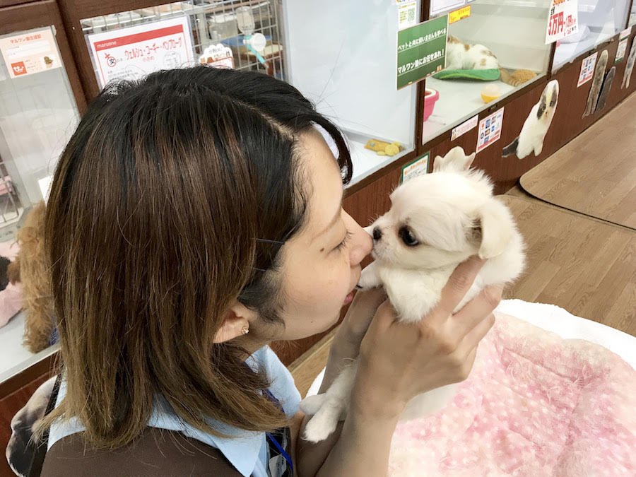 マシュマロわんこ | MIX犬（チワワ × ペキニーズ） - マルワン相模大塚