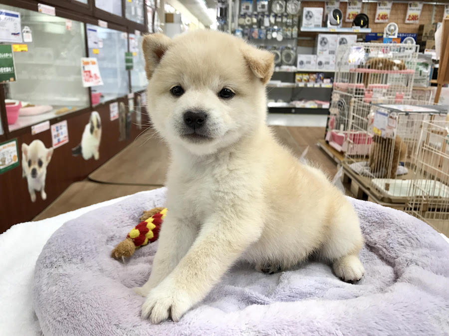 柴犬 - マルワン相模大塚