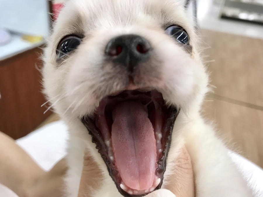 とっても大きなあくび | MIX犬（チワワ × ペキニーズ） - マルワン相模大塚