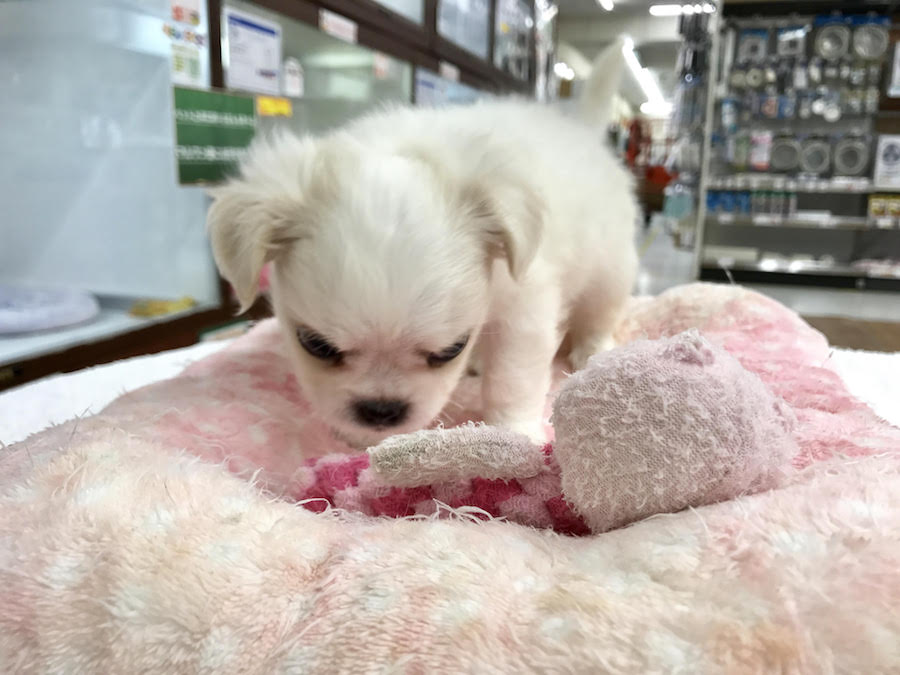 >おもちゃで遊んでみよう | MIX犬（チワワ × ペキニーズ） - マルワン相模大塚