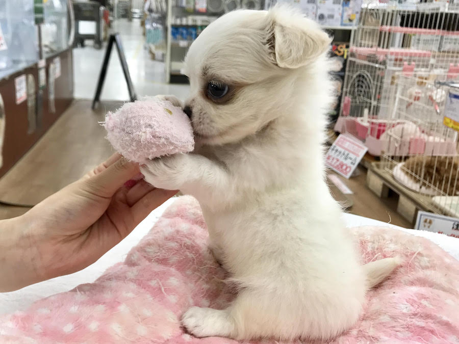今日のベストショット | MIX犬（チワワ × ペキニーズ） - マルワン相模大塚