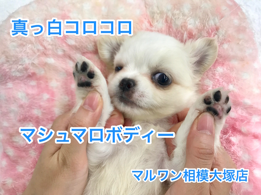 【MIX犬チワペキ：父チワワ 母ペキニーズ】真っ白コロコロのマシュマロボディー♪（相模大塚店PickUpベイビーNo:814377）