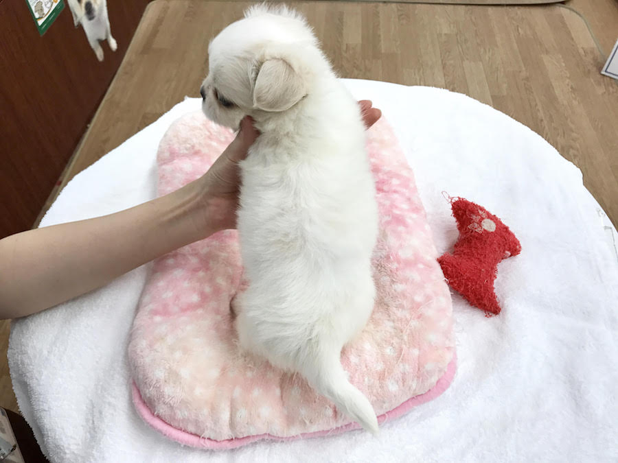 バックショット | MIX犬（チワワ × ペキニーズ） - マルワン相模大塚