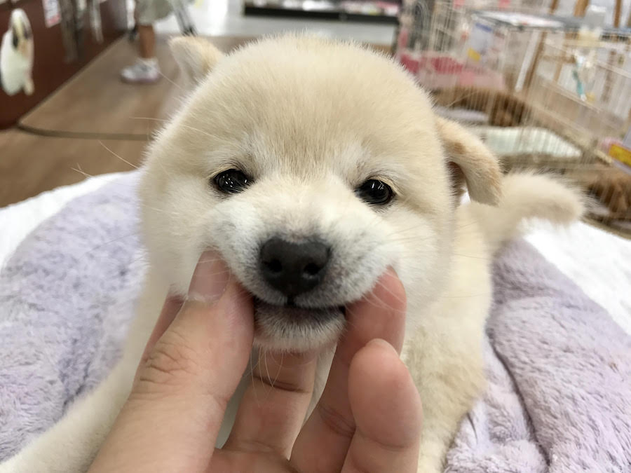 柴犬 - マルワン相模大塚
