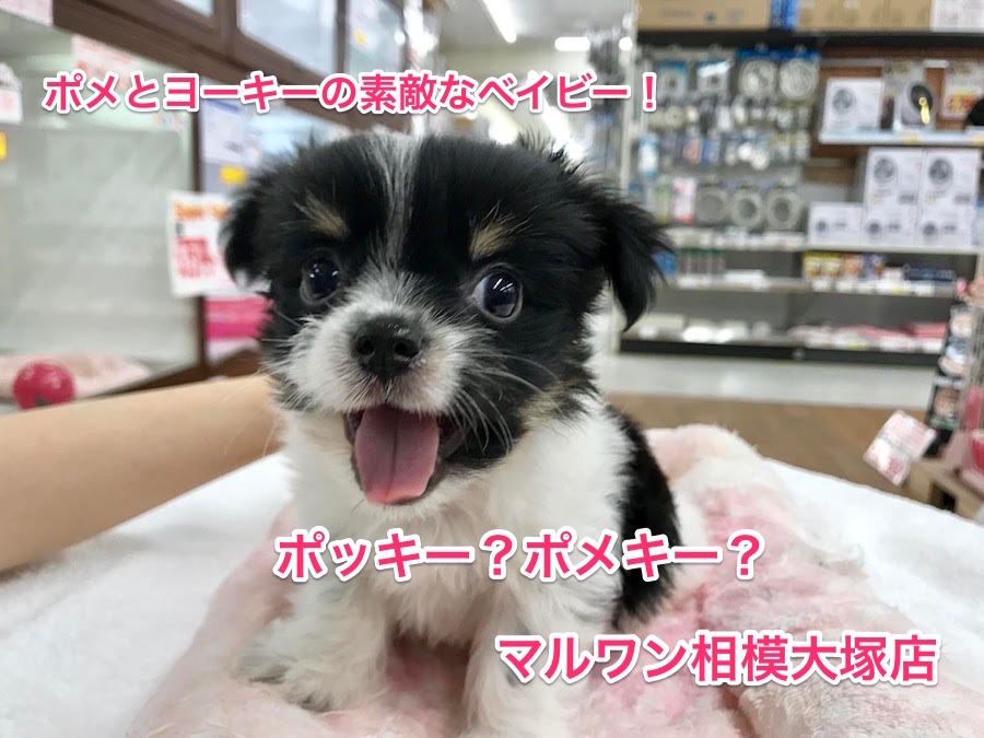 【MIX犬：ポメラニアン×ヨークシャーテリア】パパ似？ママ似？将来は人気者に！：マルワン相模大塚店Pickupベイビー！No.814374）