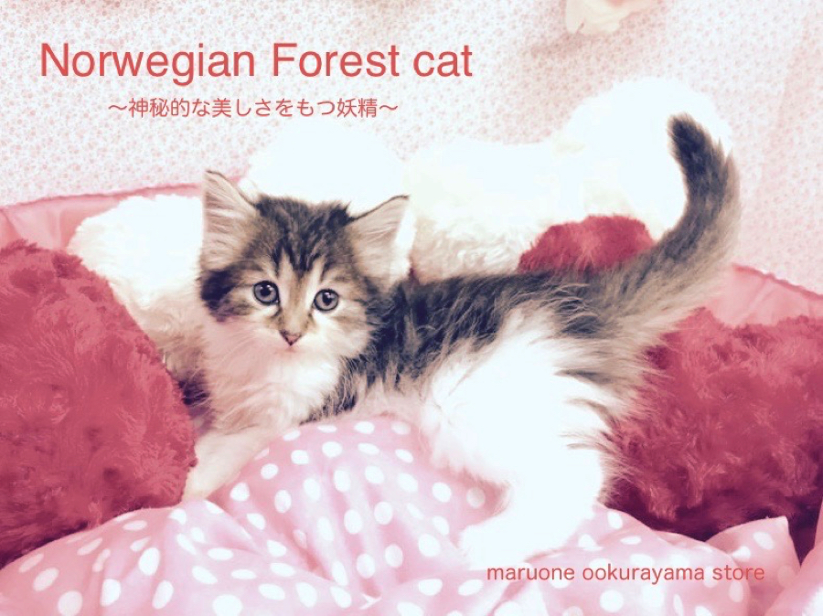【ノルウェージャン・フォレストキャット】神秘的な美しさをもつ森の妖精にノックアウト!!大倉山No.6130571
