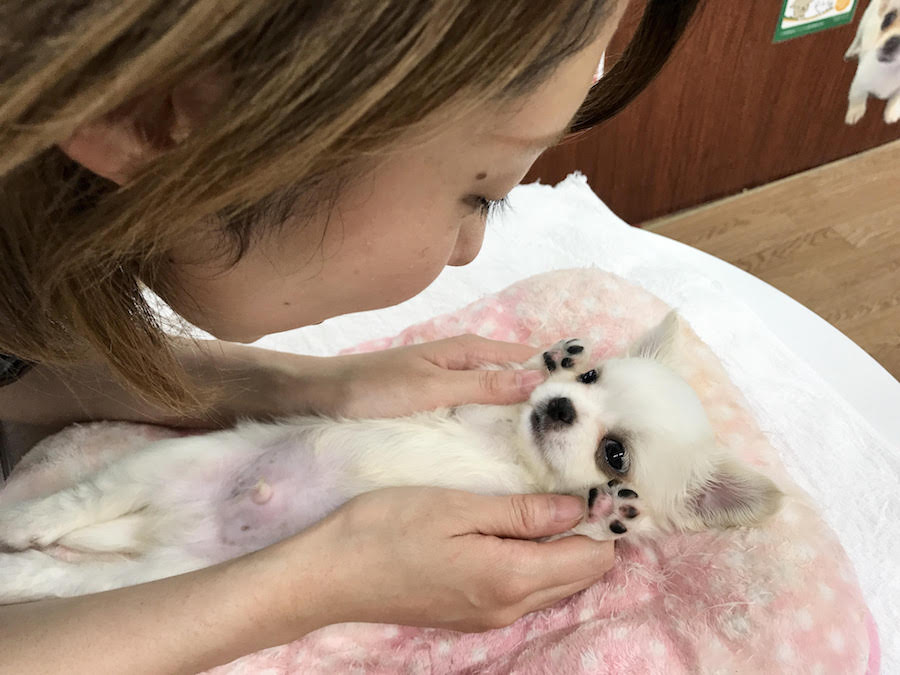 バンザイしながらのゴロン | MIX犬（チワワ × ペキニーズ） - マルワン相模大塚