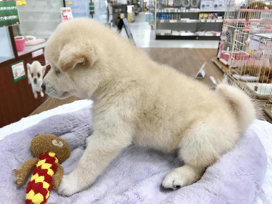 柴犬 - マルワン相模大塚