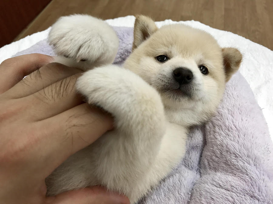 柴犬 - マルワン相模大塚