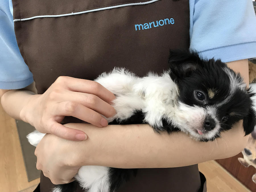 抱っこされたらもう寝る3秒前 | MIX犬：ポメラニアン×ヨークシャーテリア - マルワン相模大塚店