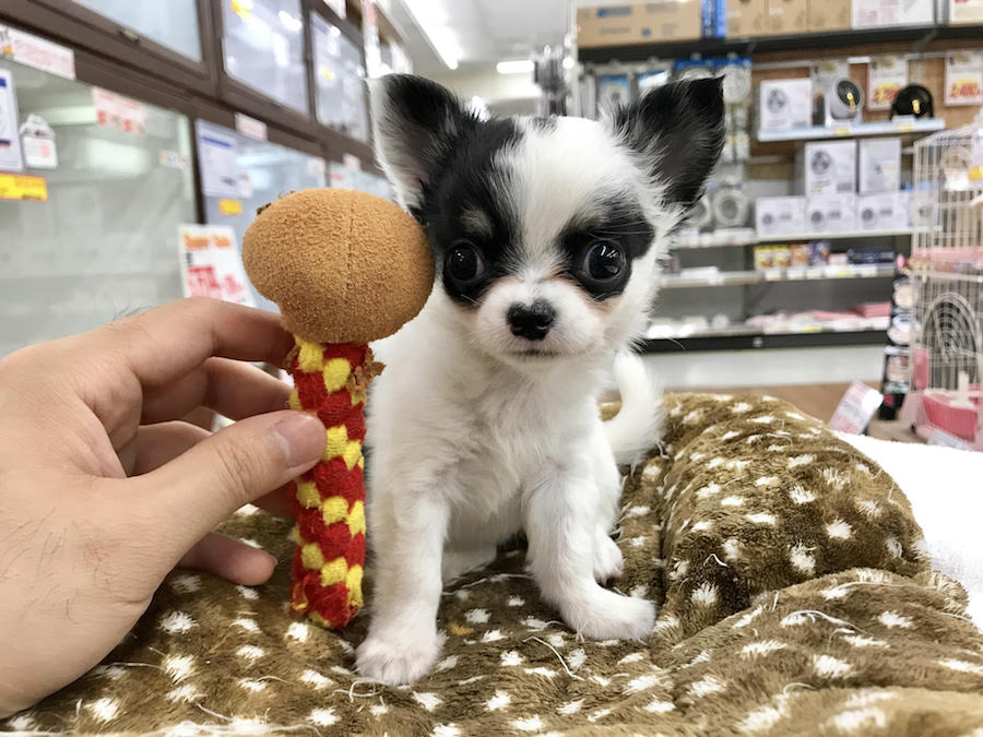 気に入りのおもちゃとの2ショット | 牛柄 チワワ（ロングコート） - マルワン相模大塚