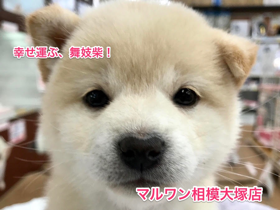 【舞妓柴】白く美しく、おっとりとした柴犬はまるで舞妓さん！？：マルワン相模大塚店PickUpベイビー！No.814376）