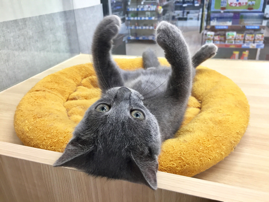 ラッコのポーズ ロシアンブルー - マルワン梅島店