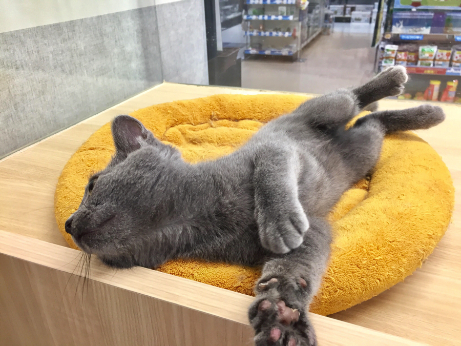 セイウチのポーズ？ ロシアンブルー - マルワン梅島店