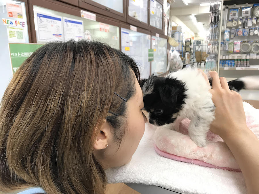 おでこにすりすり | MIX犬：ポメラニアン×ヨークシャーテリア - マルワン相模大塚店