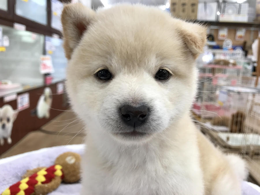 柴犬 - マルワン相模大塚