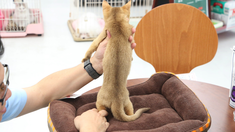 背中から | アビシニアン - マルワン東日暮里店