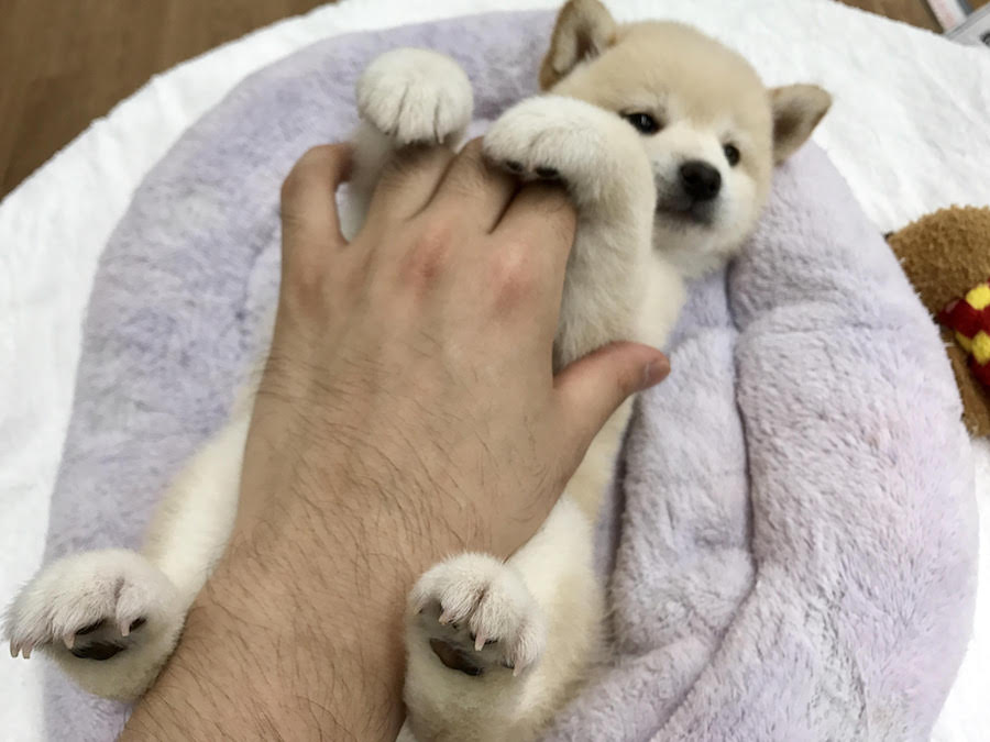 柴犬 - マルワン相模大塚