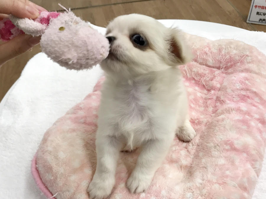おもちゃを噛んでくれました | MIX犬（チワワ × ペキニーズ） - マルワン相模大塚