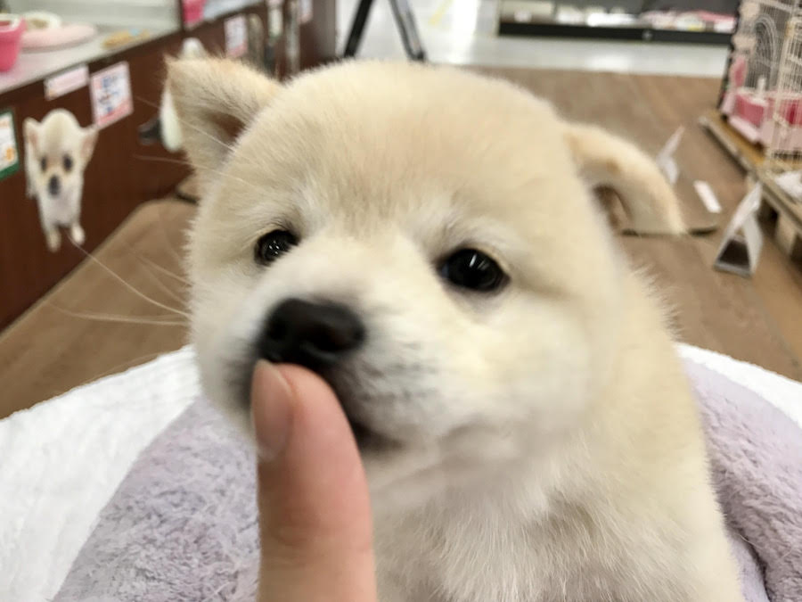 柴犬 - マルワン相模大塚