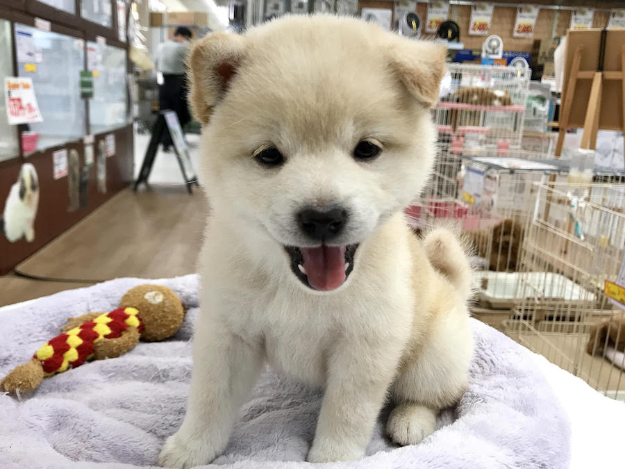 柴犬 - マルワン相模大塚
