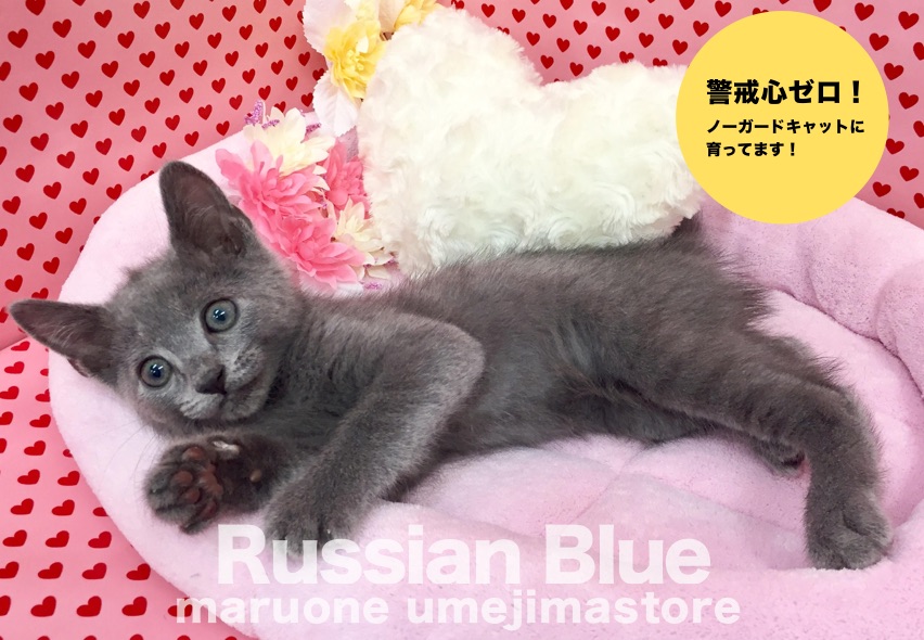 【ロシアンブルー】警戒心ゼロ！？ノーガードキャットに育ってます！：梅島店No.119054