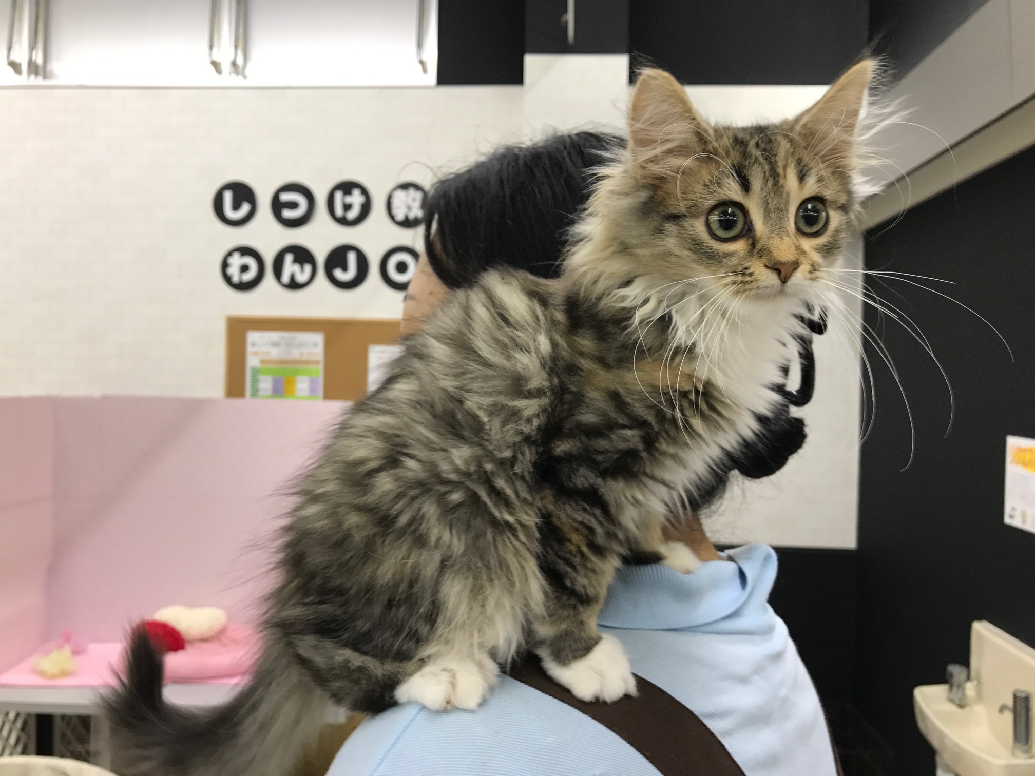 ノルウェージャンフォレストキャット - マルワン鎌ヶ谷店