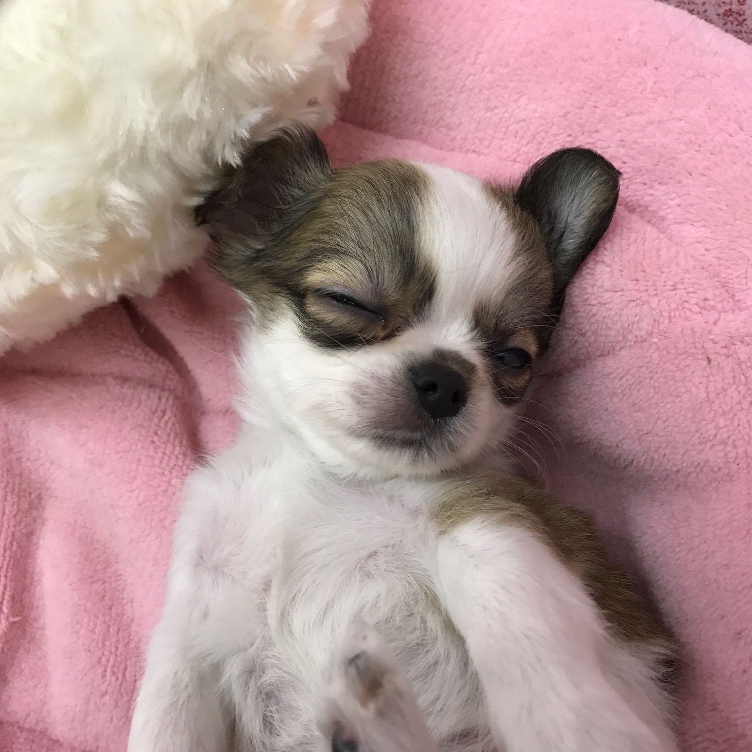 ヘソ天状態からの爆睡 | チワワ - マルワン鎌ヶ谷店