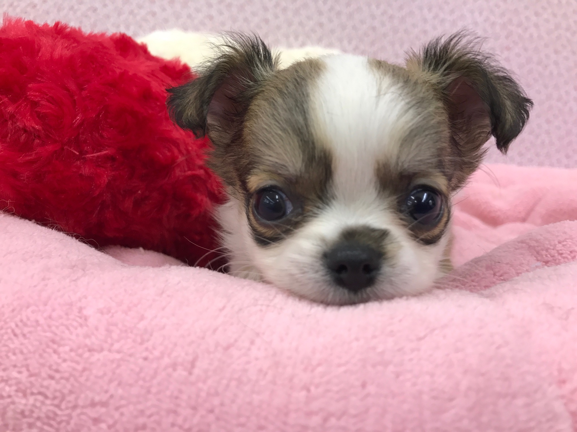 チワワ - マルワン鎌ヶ谷店