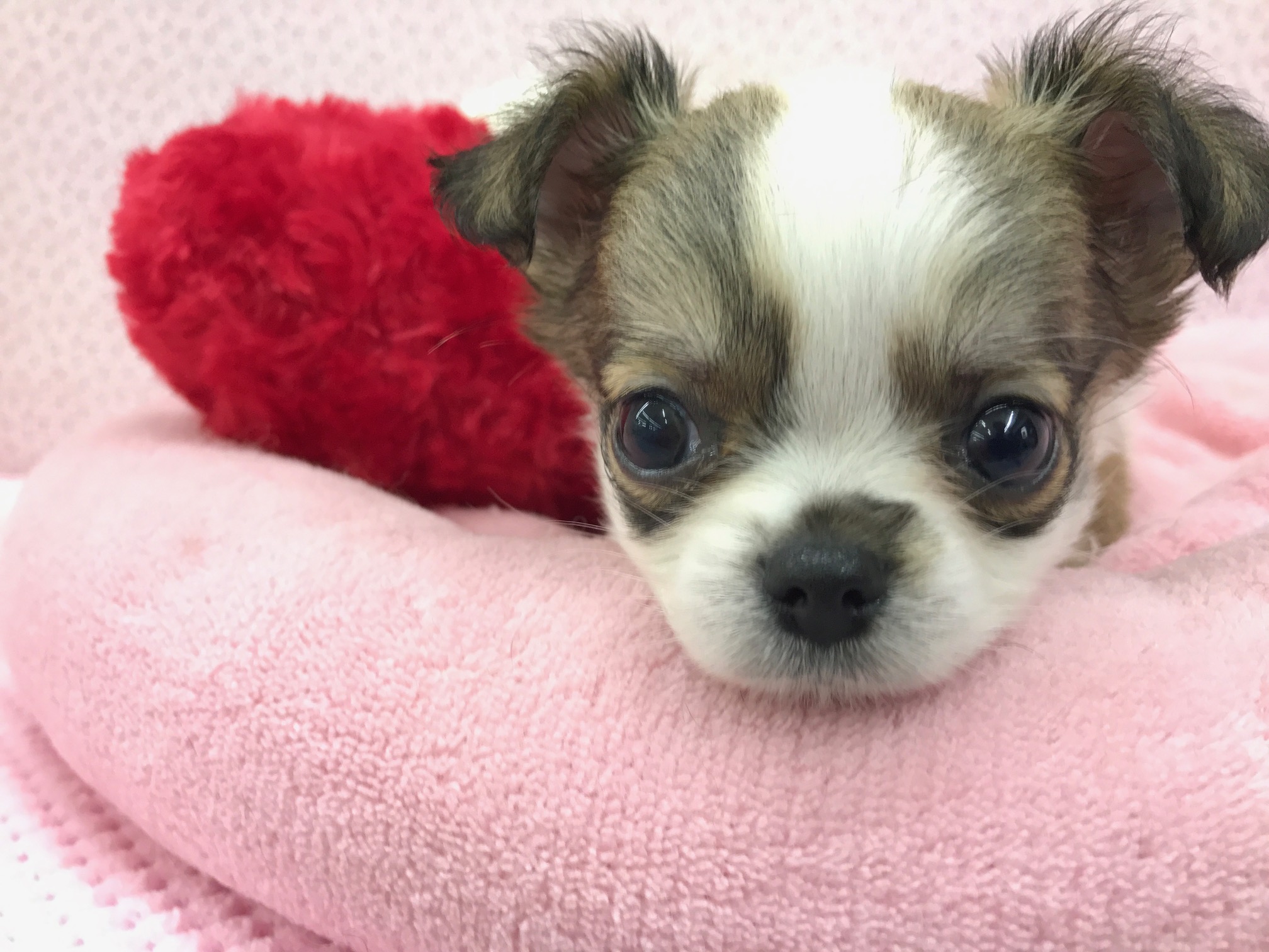 ドアップのお写真、カワユス♪ | チワワ - マルワン鎌ヶ谷店