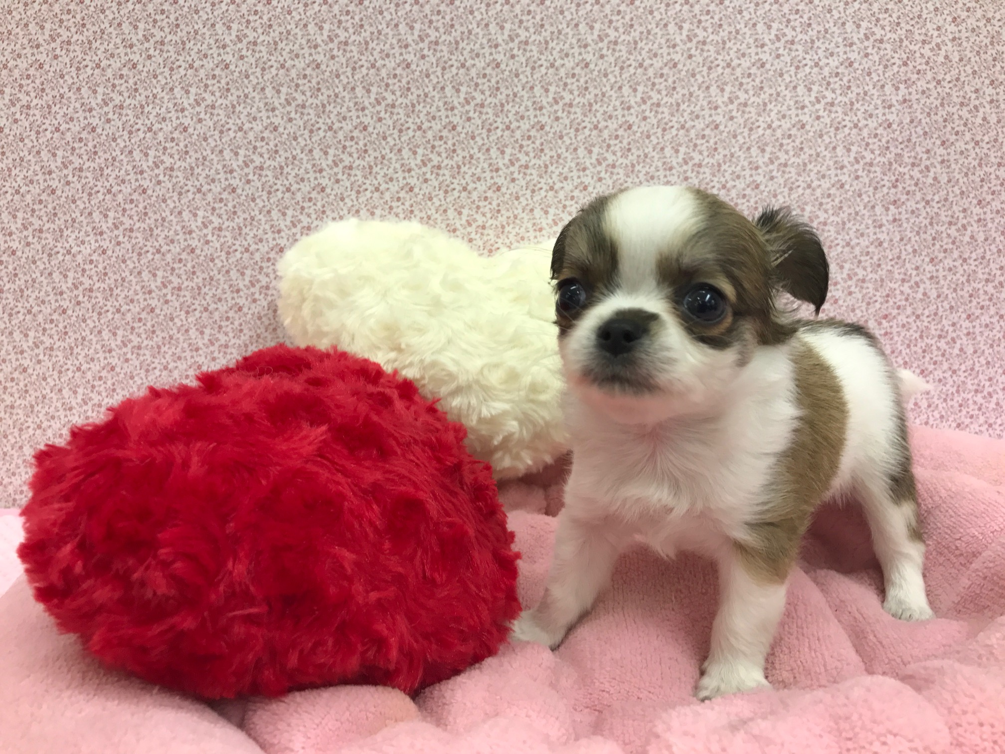 ムチコロ加減がたまらない | チワワ - マルワン鎌ヶ谷店