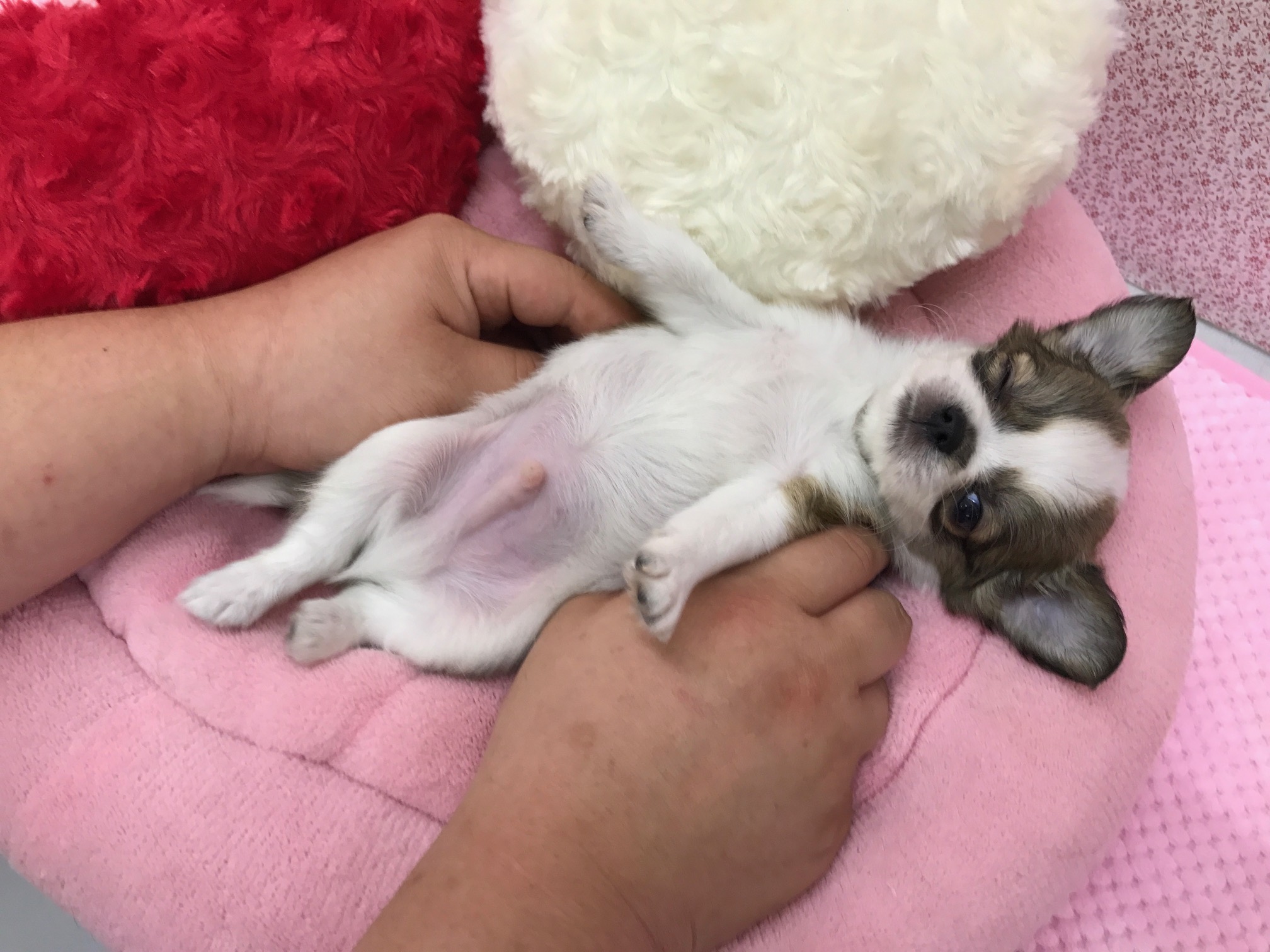 たまたま撮れたウインク | チワワ - マルワン鎌ヶ谷店