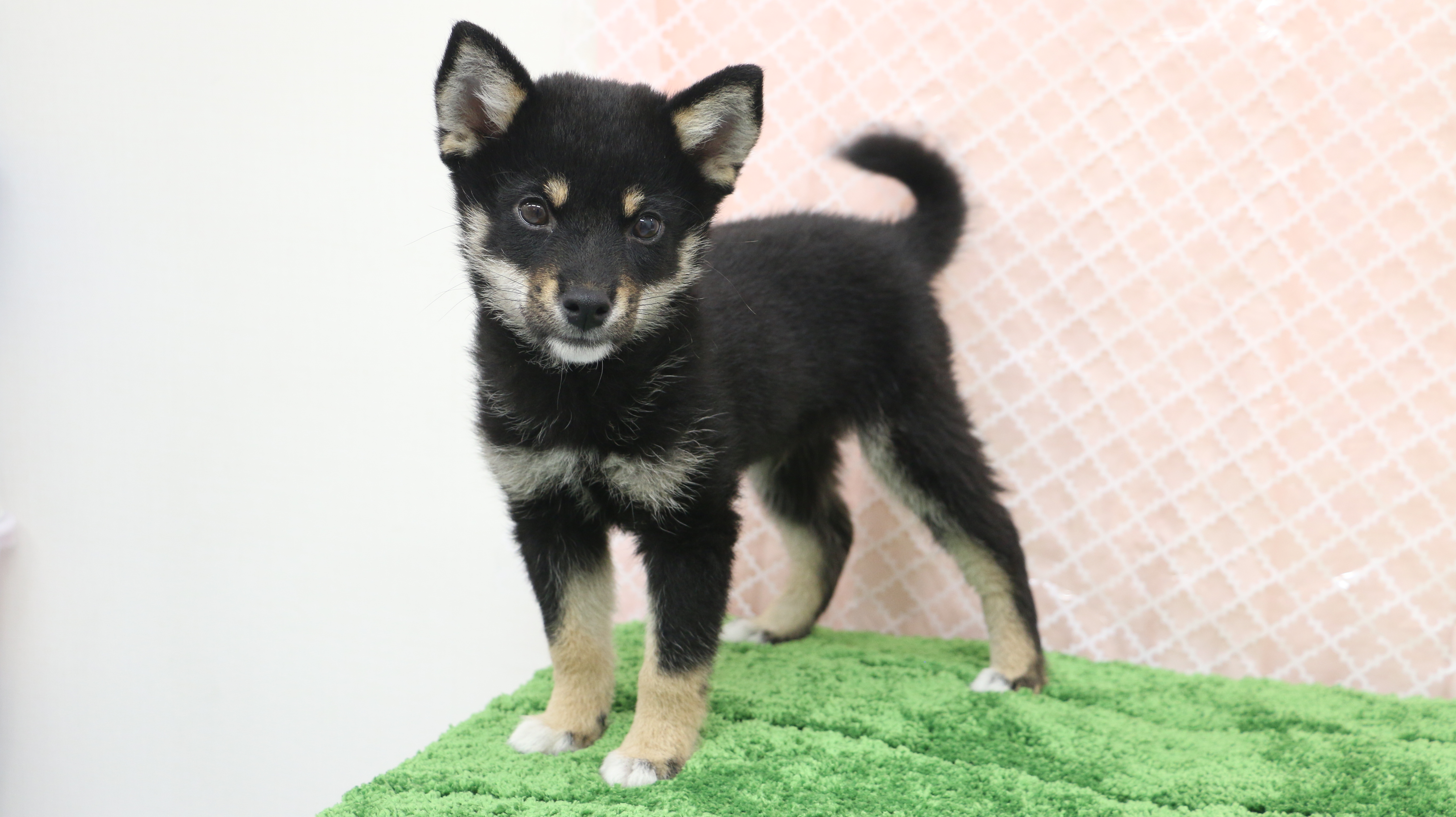 黒柴 柴犬 - マルワン梅島店