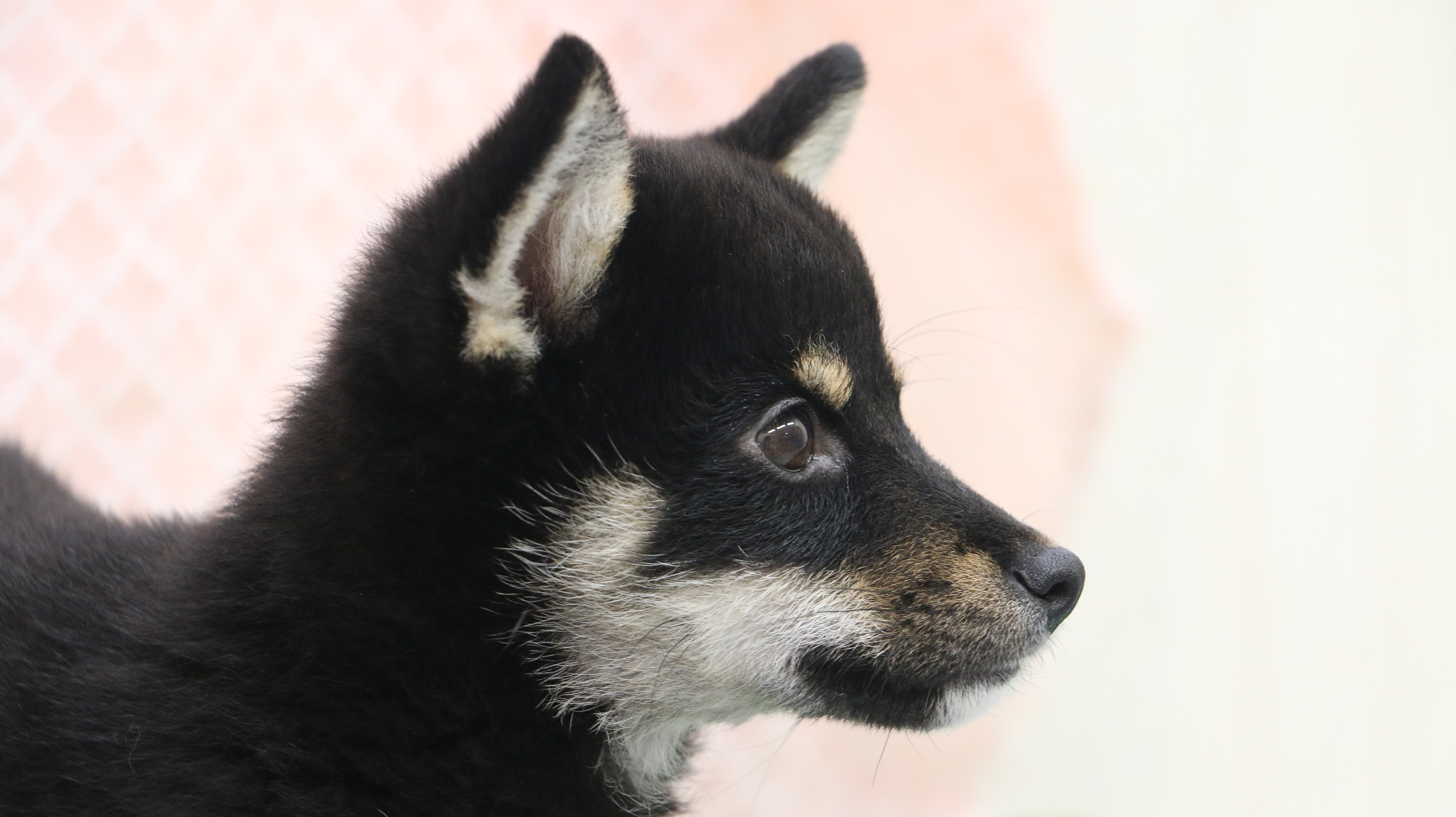 黒柴 柴犬 - マルワン梅島店