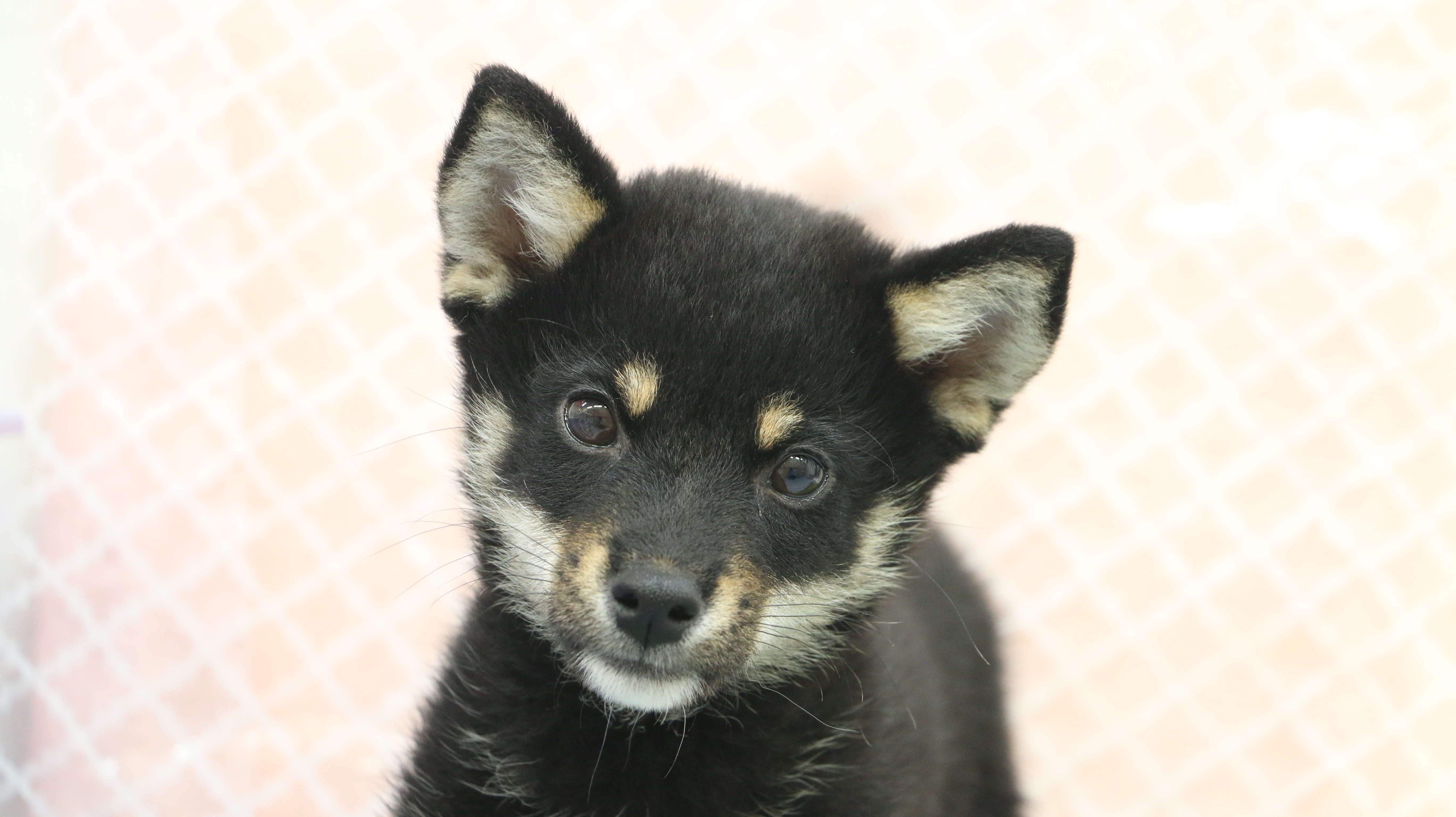 黒柴 柴犬 - マルワン梅島店