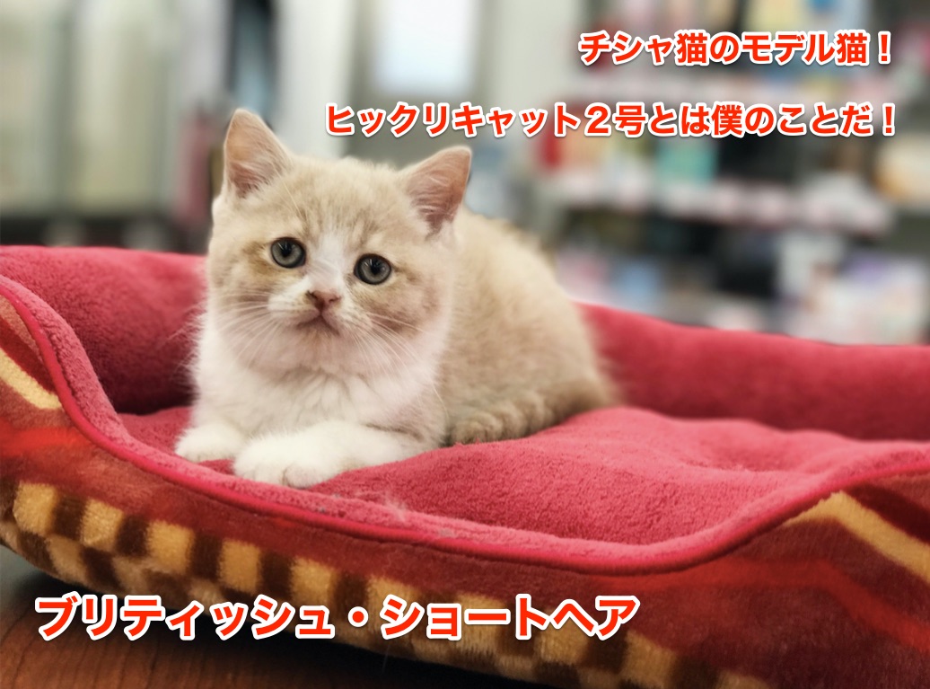 《ブリティッシュショートヘア》チシャ猫のモデル猫！ヒックリキャット２号とは僕のことだ！オススメベイビー東日暮里店No.014168