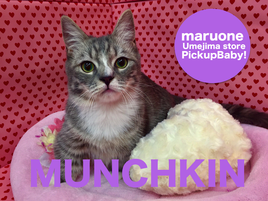 【マンチカン】可愛い靴下のオマケ付き！短足人馴れプリンス降臨！：梅島店Pickupベイビー！N0.119056