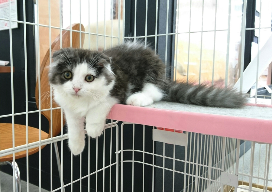 スコちゃんと言えば折れ耳まんまるお月様フェイス | スコティッシュフォールド - マルワン鎌ヶ谷店