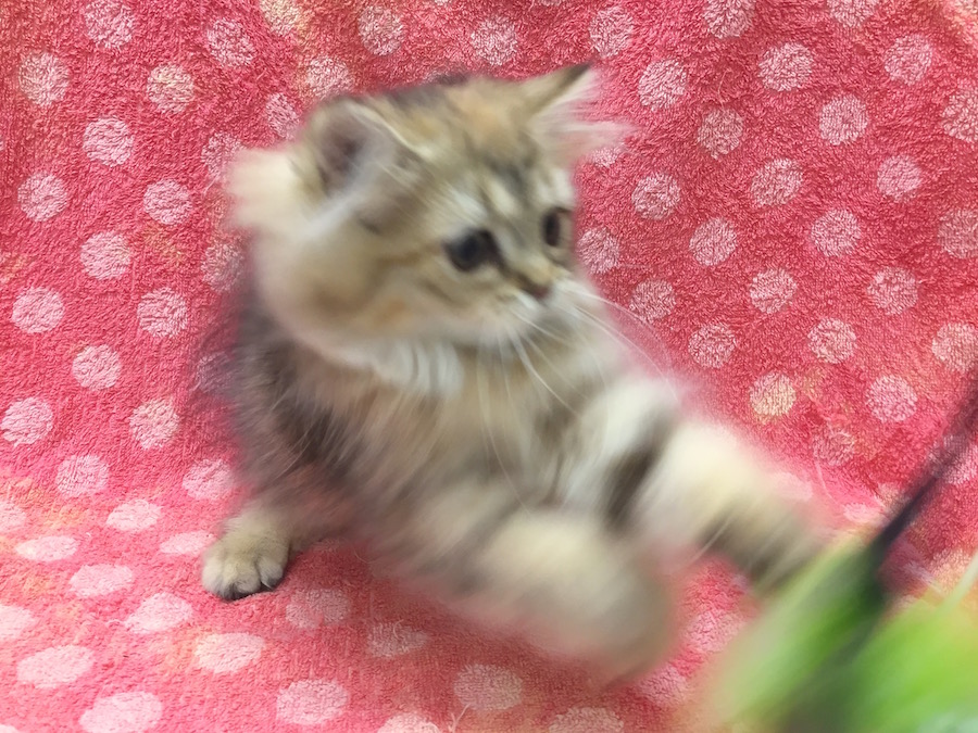 ラガマフィン写真集『わたし、見つけました。』 | ラガマフィン - マルワン下丸子店