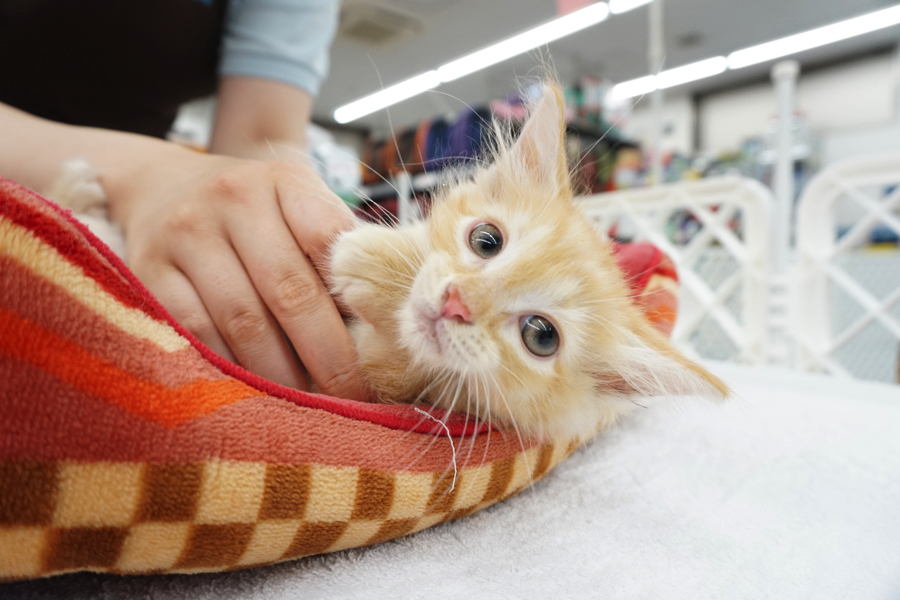 ヘソ天ポーズを容易に成功 | メインクーン - マルワン東日暮里店