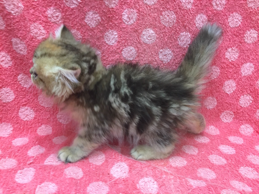 来たばっかりの頃のラガちゃん | ラガマフィン - マルワン下丸子店