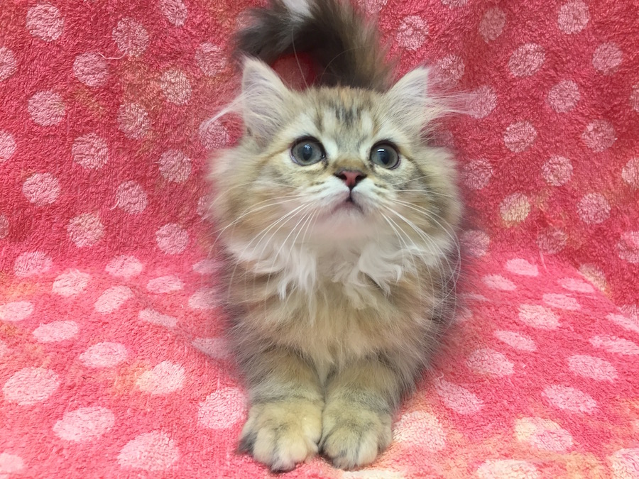 下丸子店イチオシのラガマフィンちゃんはいかがでしたか？ | ラガマフィン - マルワン下丸子店