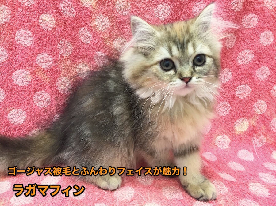 《ラガマフィン》ゴージャス被毛とふんわりフェイスが魅力！下丸子店オススメベイビーNo.116162