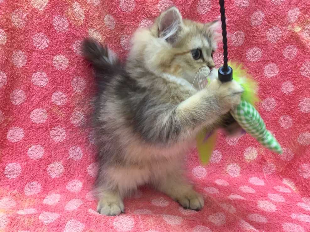 ラガマフィン写真集『わたし、見つけました。』 | ラガマフィン - マルワン下丸子店