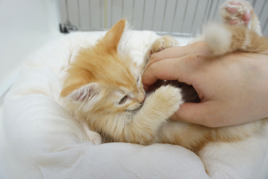馴れたからといって激しくこちょこちょしないこと。 | メインクーン - マルワン東日暮里店