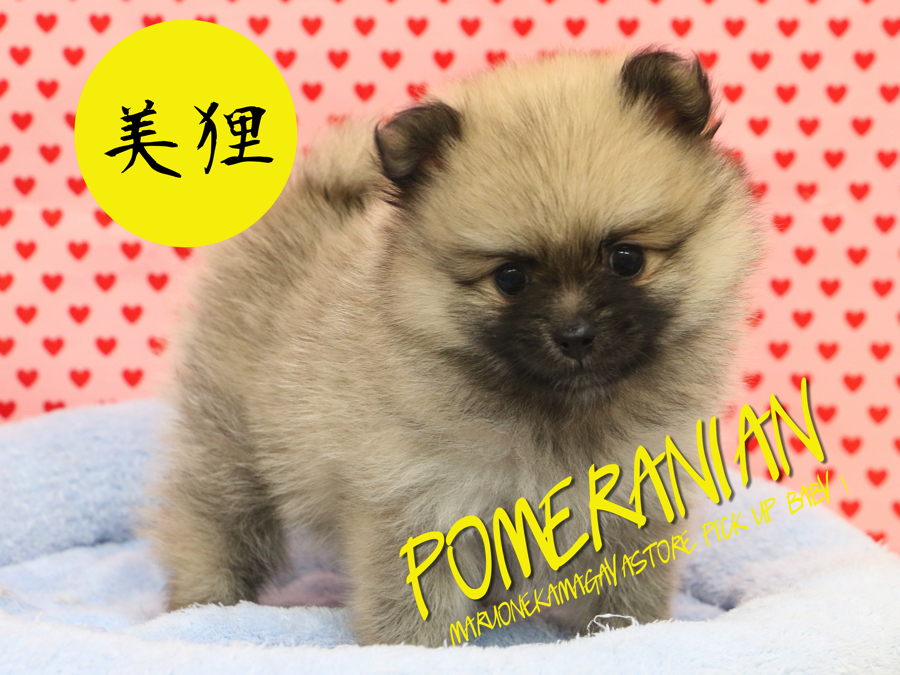 【ポメラニアン】たぬきっぽめがやってきたああああ！！：梅島店Pickupベイビー！No.119070
