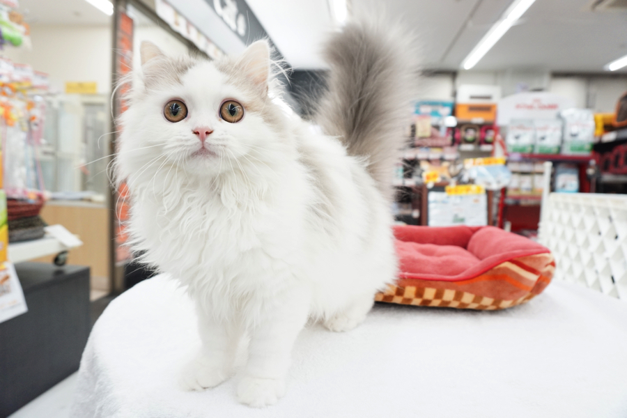 ラガマフィン - マルワン東日暮里店