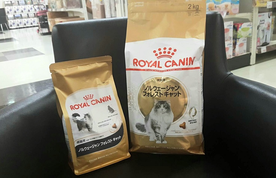 ノルウェージャン・フォレストキャット - マルワン志村坂下店
