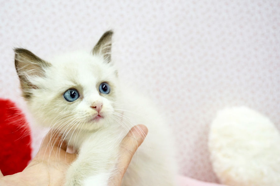 ラグドール - マルワン鎌ヶ谷店