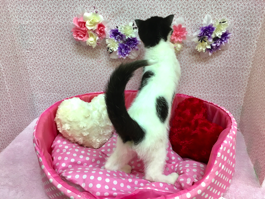 尾も白くて面白い!? | スコティッシュ・フォールド - マルワン大倉山店